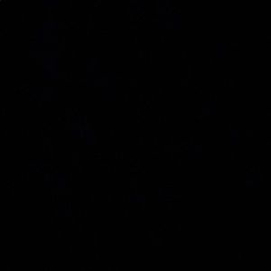 Meet your Posher, Rose